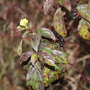 Photographie n°277174 du taxon Cornus sanguinea L. [1753]