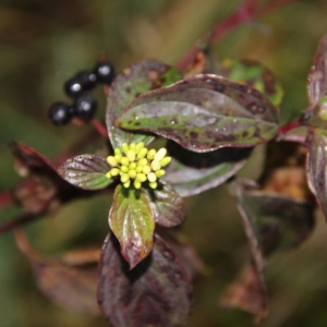 Photographie n°277175 du taxon Cornus sanguinea L. [1753]