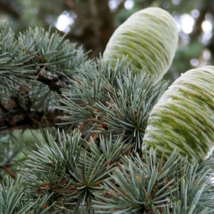 Photographie n°277195 du taxon Cedrus atlantica (Manetti ex Endl.) Carrière [1855]