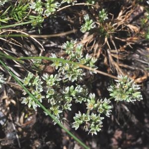 Photographie n°277256 du taxon Scleranthus perennis L. [1753]