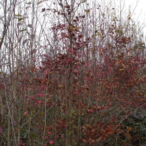 Photographie n°277308 du taxon Euonymus europaeus L. [1753]