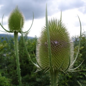 Photographie n°277318 du taxon Dipsacus fullonum L. [1753]