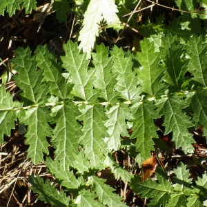 Photographie n°277332 du taxon Filipendula vulgaris Moench [1794]