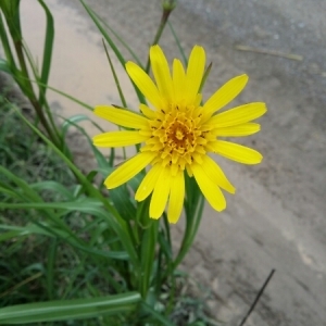 Photographie n°277334 du taxon Tragopogon pratensis L. [1753]