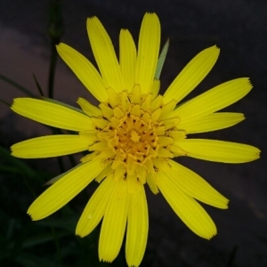 Photographie n°277335 du taxon Tragopogon pratensis L. [1753]