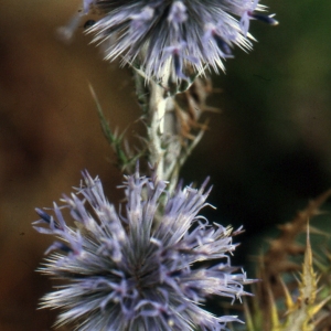 Photographie n°277354 du taxon Echinops ritro L. [1753]