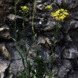 Photographie n°277360 du taxon Senecio doria L. [1759]