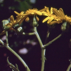 Photographie n°277361 du taxon Senecio squalidus L. [1753]