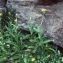  Liliane Roubaudi - Senecio pyrenaicus L. [1758]