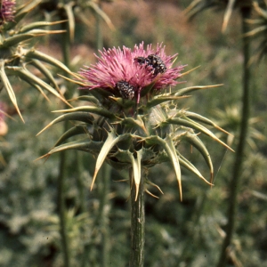 Photographie n°277367 du taxon Silybum marianum (L.) Gaertn. [1791]