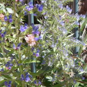 Photographie n°277386 du taxon Echium vulgare L.