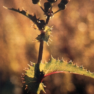Sonchus asper subsp. glaucescens (Jord.) P.W.Ball (Laiteron glauque)