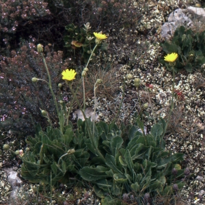 Photographie n°277430 du taxon Crepis albida Vill. [1779]