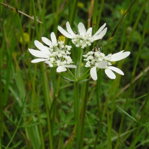 Photographie n°277455 du taxon Orlaya grandiflora (L.) Hoffm. [1814]