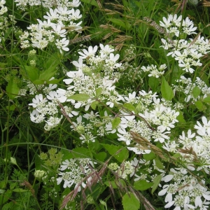 Photographie n°277456 du taxon Orlaya grandiflora (L.) Hoffm. [1814]