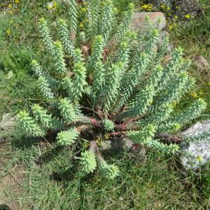 Photographie n°277465 du taxon Euphorbia paralias L. [1753]