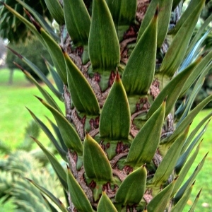 Araucaria araucana (Molina) K.Koch [1873] [nn6038] par Renée FAURE MAISONNEUVE le 07/12/2014 - Chamalières