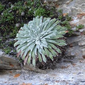 Photographie n°277516 du taxon Saxifraga longifolia Lapeyr. [1801]