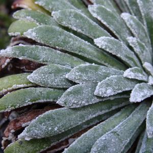 Photographie n°277521 du taxon Saxifraga longifolia Lapeyr. [1801]