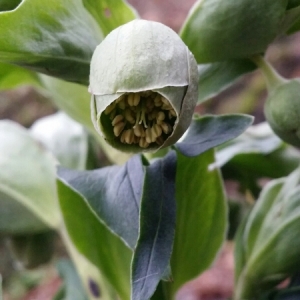 Photographie n°277522 du taxon Helleborus foetidus L. [1753]