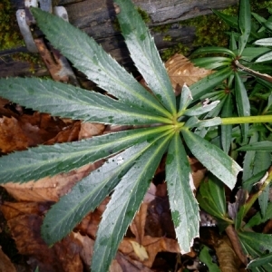 Photographie n°277524 du taxon Helleborus foetidus L. [1753]