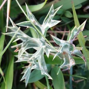 Eryngium bourgatii Gouan subsp. bourgatii var. bourgatii (Panicaut de Bourgat)