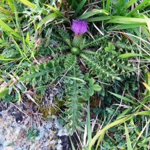 Photographie n°277536 du taxon Cirsium acaulon (L.) Scop. [1769]