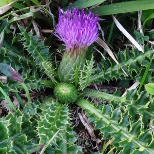 Photographie n°277538 du taxon Cirsium acaulon (L.) Scop. [1769]