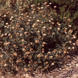 Photographie n°277556 du taxon Centaurea collina L. [1753]