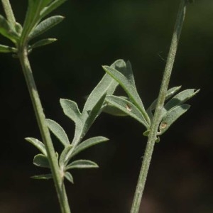 Photographie n°277564 du taxon Centaurea collina L. [1753]