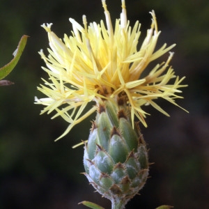 Photographie n°277568 du taxon Centaurea collina L. [1753]