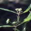  Liliane Roubaudi - Eclipta prostrata (L.) L. [1771]