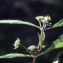  Liliane Roubaudi - Eclipta prostrata (L.) L. [1771]