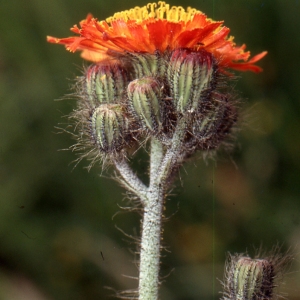 Photographie n°277583 du taxon Pilosella aurantiaca (L.) F.W.Schultz & Sch.Bip. [1862]