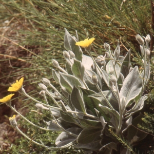 Photographie n°277596 du taxon Hieracium tomentosum L. [1755]