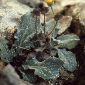 Photographie n°277598 du taxon Hieracium tomentosum L. [1755]