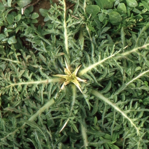 Photographie n°277608 du taxon Centaurea calcitrapa L. [1753]