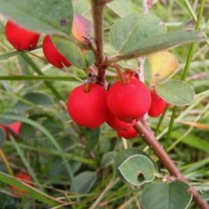 Photographie n°277613 du taxon Cotoneaster integerrimus Medik. [1793]