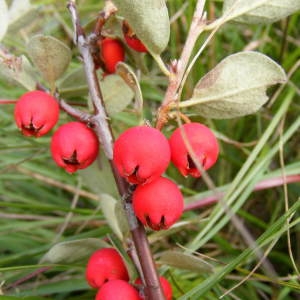 Photographie n°277614 du taxon Cotoneaster integerrimus Medik. [1793]