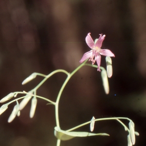 Photographie n°277667 du taxon Prenanthes purpurea L. [1753]