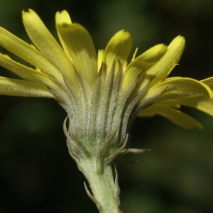 Photographie n°277681 du taxon Tolpis staticifolia (All.) Sch.Bip. [1861]