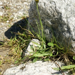 Photographie n°277682 du taxon Tolpis staticifolia (All.) Sch.Bip. [1861]