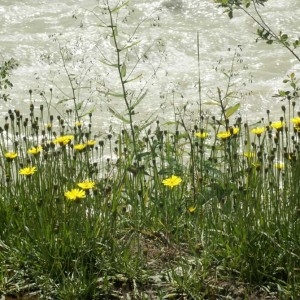 Photographie n°277684 du taxon Tolpis staticifolia (All.) Sch.Bip. [1861]