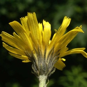 Chlorocrepis staticifolia (All.) Griseb. (Épervière à feuilles de statice)