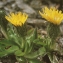  Liliane Roubaudi - Crepis rhaetica Hegetschw. [1839]