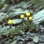  Liliane Roubaudi - Crepis rhaetica Hegetschw. [1839]