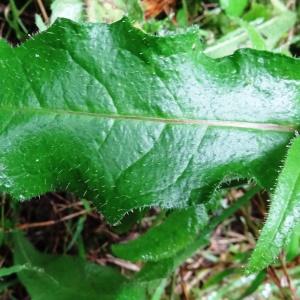 Photographie n°277713 du taxon Picris hieracioides subsp. umbellata (Schrank) Ces.