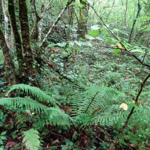 Photographie n°277715 du taxon Dryopteris affinis subsp. affinis