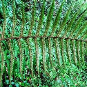  - Dryopteris affinis subsp. affinis