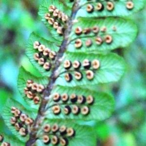  - Dryopteris affinis subsp. affinis
